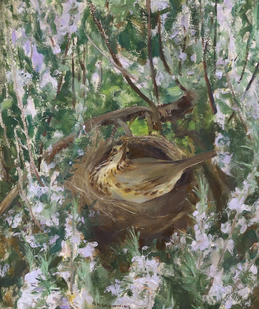 Amy Katherine Browning (1881-1978), oil on board, 'Mother Thrush', signed with RI Exhibition label verso, 44 x 38cm
